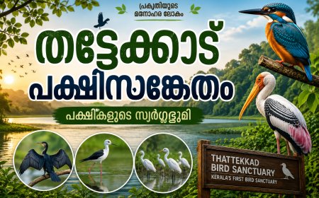 തട്ടേക്കാട് പക്ഷിസങ്കേതം
